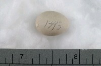 藏品(灰山椒卵)的圖片